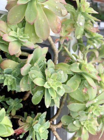 Sedum Palmeri Pflanze auf einem Balkon. Dekorative mehrjährige Sukkulente. Gartenkonzept.