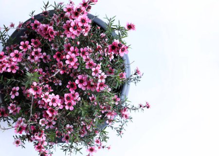 Chamelaucium uncinatum, planta de jardín siempreverde originaria de Australia Occidental perteneciente a la familia Myrtaceae, de fondo blanco. Copiar espacio.