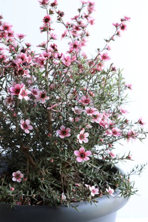Chamelaucium uncinatum, plante de jardin à feuilles persistantes originaire d'Australie occidentale appartenant à la famille des Myrtacées, fond blanc. Espace de copie.