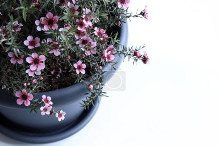 Chamelaucium uncinatum, planta de jardín siempreverde originaria de Australia Occidental perteneciente a la familia Myrtaceae, de fondo blanco. Copiar espacio.