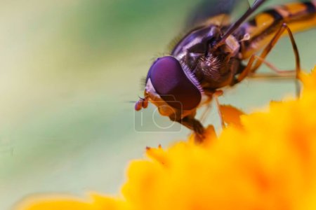 Téléchargez les photos : Abeille d'automne recueillant le nectar d'une fleur - en image libre de droit