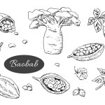 baobab tree and beans, leaves, flower, seeds. Vector illustration in hand drawn style. Usable for wrapping, scrapping, gift papers, cards, menu background, kitchen decor wallpapers. 