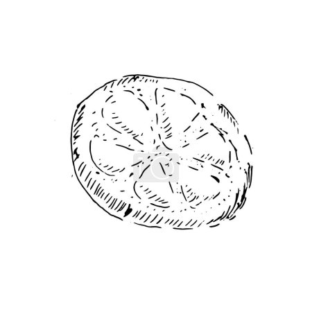 Illustration for Hand drawn vector illustration of Georgian traditional pie. Mingrelian khachapuri pie outline. - Royalty Free Image