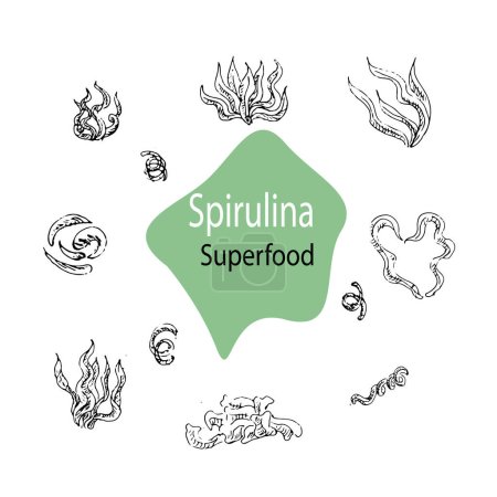 Illustration for Background with spirulina, algae. Superfood. Vector hand drawn illustration outline. Can used for cosmetic, superfood background. - Royalty Free Image