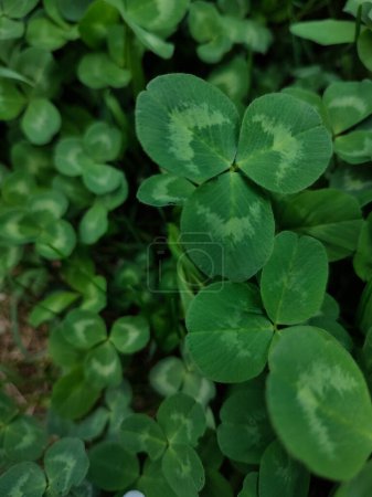 Photo for Many three leaf green clovers close up - Royalty Free Image