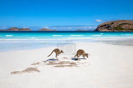 Familia canguro en la playa de Lucky bay, Esperance, Australia Occidental