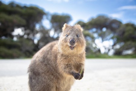 Das glücklichste tierische Quokka lächelt und grüßt Sie auf Rottnest Island in Perth, Westaustralien