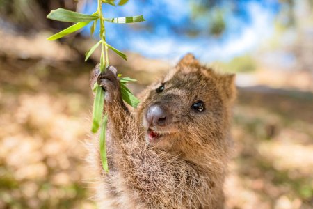 Quokka animal le plus heureux profite d'une balançoire et être si heureux, Rottnest île, Perth, Australie