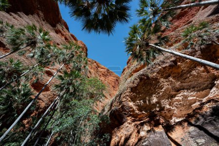 Téléchargez les photos : Superbe vue avec palmiers à Echinda Chasm, Bungle Bungles dans le parc national de Purnululu, Australie occidentale - en image libre de droit