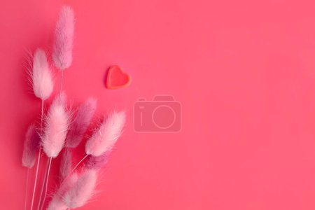 Téléchargez les photos : Spring flower background. Colored dry lagurus stems on a pink background. - en image libre de droit