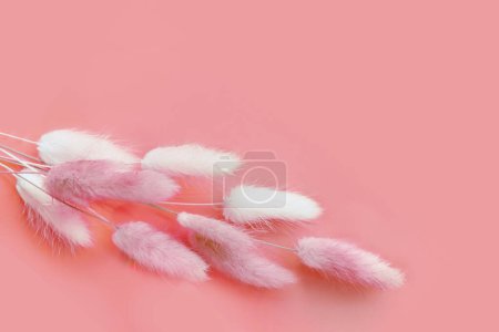 Téléchargez les photos : Spring flower. Nice lagurus on pink background. - en image libre de droit