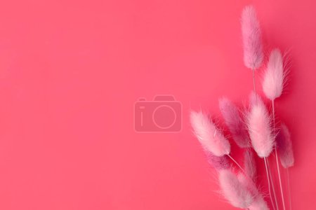 Téléchargez les photos : Fleur de printemps. Joli lagurus sur fond rose. - en image libre de droit