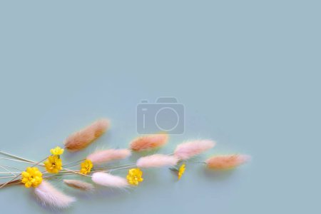 Téléchargez les photos : Spring flower. Nice lagurus on blue background. - en image libre de droit