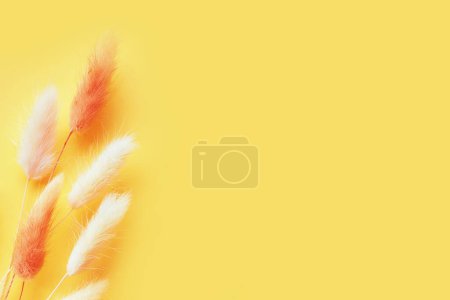 Téléchargez les photos : Nice lagurus on yellow light spring background. - en image libre de droit