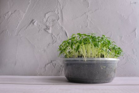 Téléchargez les photos : Microgreens frais germes et graines sur fond blanc en bois et béton léger. - en image libre de droit