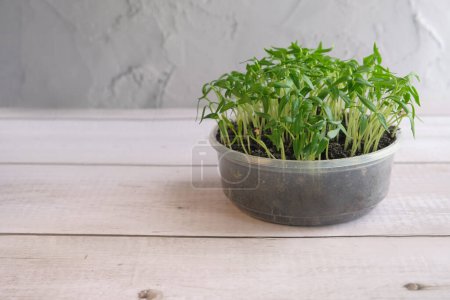 Téléchargez les photos : Microgreens frais germes et graines sur fond de bois blanc. Espace de copie - en image libre de droit