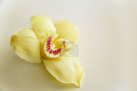 Téléchargez les photos : Naturel gros plan orchidée naturelle sur fond jaune. Carte de voeux - en image libre de droit