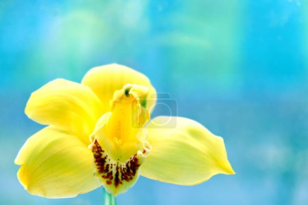 Téléchargez les photos : Naturel gros plan orchidée naturelle sur fond bleu. Carte de voeux - en image libre de droit