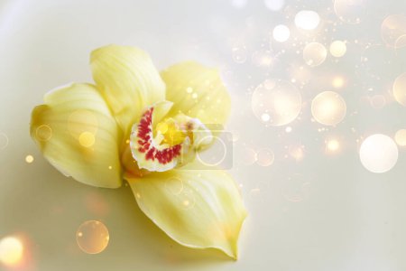 Téléchargez les photos : Naturel gros plan orchidée naturelle sur fond jaune. Carte de voeux - en image libre de droit