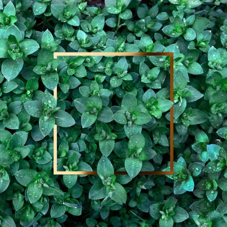 Téléchargez les photos : Texture de feuilles vertes avec cadre doré. Fond naturel et papier peint. Mise en page créative - en image libre de droit