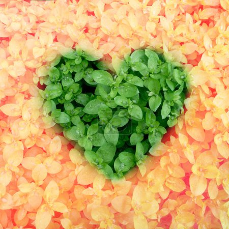 Téléchargez les photos : Texture de feuilles vertes avec une maquette en forme de coeur. Fond naturel et papier peint - en image libre de droit