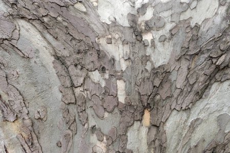 Téléchargez les photos : Vieil arbre en bois écorce texture fond. Modèle naturel - en image libre de droit