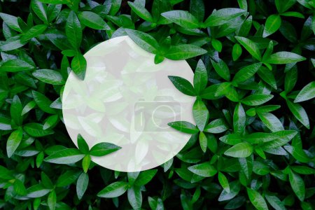 Téléchargez les photos : Texture de feuilles vertes avec maquette ronde blanche du podium. Fond naturel et papier peint - en image libre de droit
