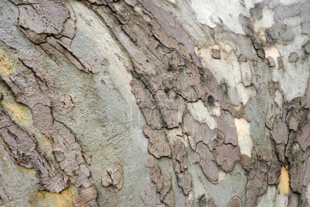 Téléchargez les photos : Vieil arbre en bois écorce texture fond. Modèle naturel - en image libre de droit