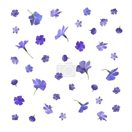 Téléchargez les photos : Cadre floral rond avec boutons floraux bleus, branches et feuilles isolées sur fond blanc. - en image libre de droit