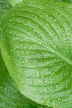 Téléchargez les photos : La pluie tombe sur le fond vert de la nature des feuilles tropicales. Gros plan fond nature des feuilles vertes - en image libre de droit