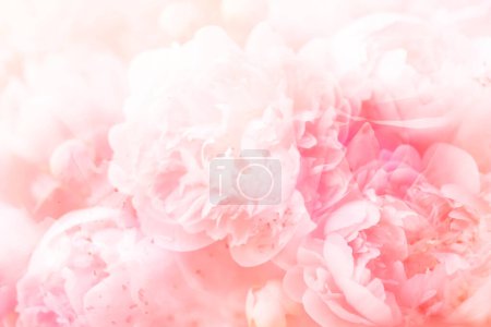 Téléchargez les photos : Flou bouquet abstrait de fond pivoine rose tendre. - en image libre de droit