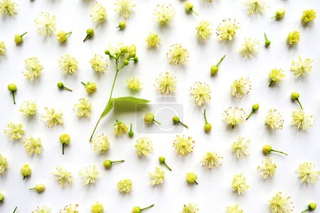 Téléchargez les photos : Fleurs de tilleul sur fond blanc, vue sur le dessus - en image libre de droit