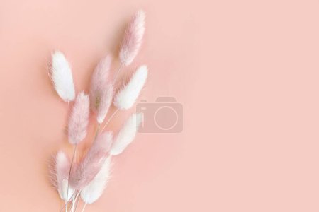 Photo for Nice dried lagurus on pink light background. - Royalty Free Image