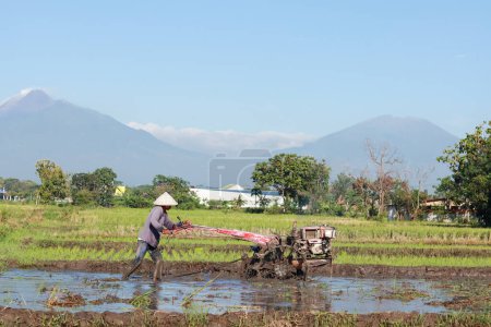 Téléchargez les photos : Klaten, Indonesia - December 17, 2022 : rice farmer. the activity of plowing rice in the fields using a tractor. the activities of farmers cultivating the land in the fields. morning in the countryside. - en image libre de droit