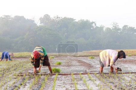 Téléchargez les photos : Klaten, Indonesia - December 15, 2022 : rice farmer. planting rice in paddy fields. farming. farmers' activities in the morning in the countryside. agricultural fields. - en image libre de droit