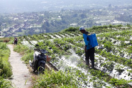 Téléchargez les photos : Boyolali, Indonesia - December 10, 2022 : onion farmer. Farmers' activities in the morning are caring for shallots and garlic plants. plantation fields in the hills. - en image libre de droit