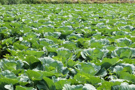 Téléchargez les photos : Cabbage plants ready for harvest in the garden. Fresh lettuce. Savoy Cabbage. Brassica olerace Capitata group. Autumn farm. panoramic view of cabbage garden in vegetable field in early morning. - en image libre de droit