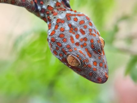 Foto de Primer plano retrato de casa gecko. pequeños reptiles insectívoros. mascota, cretino. macrofotografía. - Imagen libre de derechos