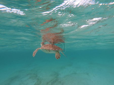 Green Sea Turtle in Caribbean Sea near Akumal Bay - Riviera Maya Cozumel , Quintana Roo , Mexico. High quality photo