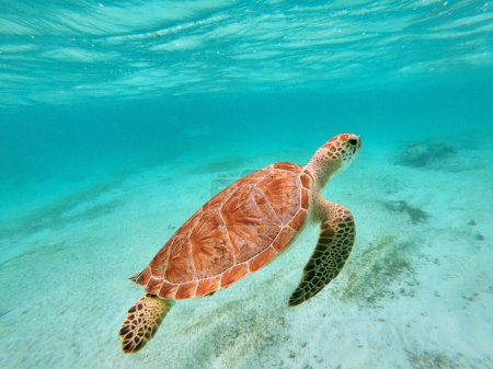 Photo for Green Sea Turtle in Caribbean Sea near Akumal Bay Mexico. High quality photo - Royalty Free Image