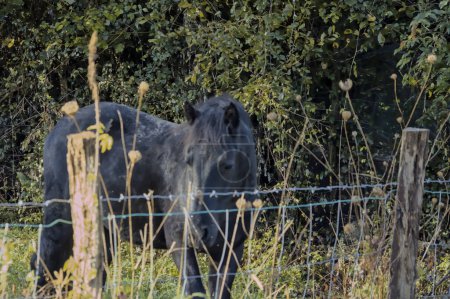 Téléchargez les photos : Cheval domestique dans le champ derrière une clôture - en image libre de droit