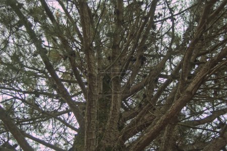 Foto de Ramas desnudas con algunos conos en un pino viejo en invierno - Imagen libre de derechos