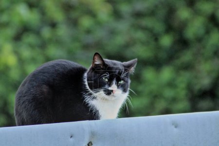 schwarze Katze auf einem Dach