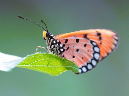 Téléchargez les photos : Papillon orange noir perché sur une branche - en image libre de droit