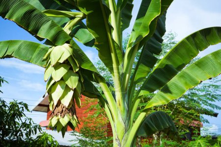 Téléchargez les photos : Le bananier vert produit beaucoup de fruits. - en image libre de droit