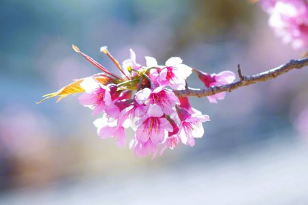 Téléchargez les photos : Fleurissement de cerisiers sauvages de l'Himalaya - en image libre de droit