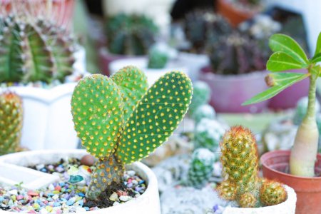 Téléchargez les photos : Cactus qui ressemble à trois feuilles sur la même plante. - en image libre de droit
