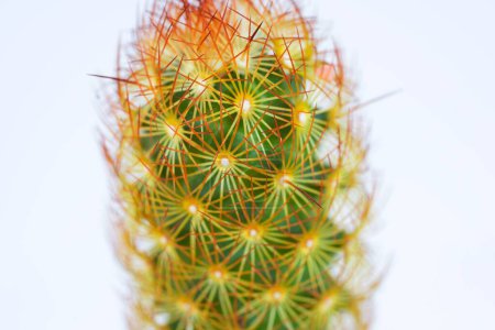 Photo for Macro shot of cacti with red spiky thorns - Royalty Free Image