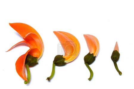 Téléchargez les photos : Fleurs orange disposées dans l'ordre sur fond blanc - en image libre de droit