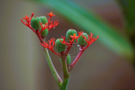 Photo for Buddha belly plant has red flower branches and green seeds after rain. - Royalty Free Image